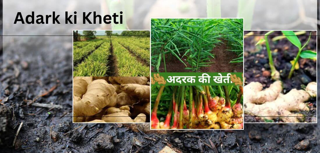 Adrak Ki Kheti अदरक की खेती Krishi Gyan Ki Raj 7885