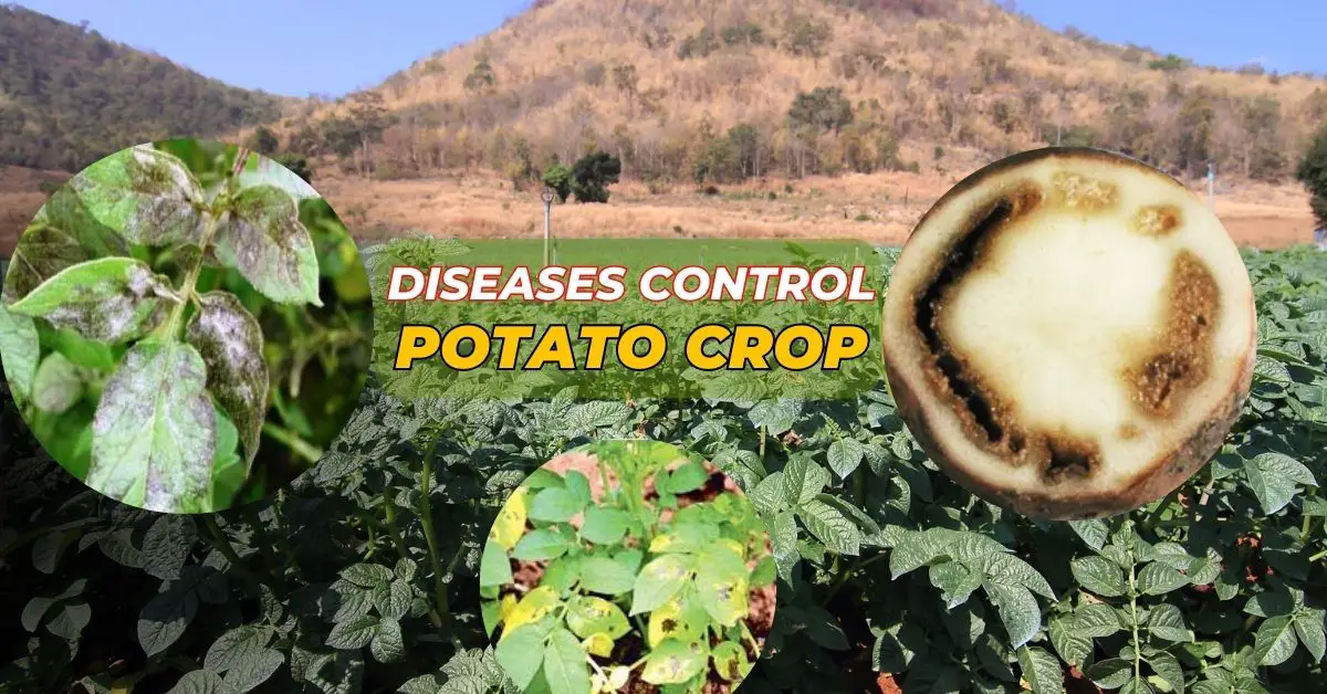 Read more about the article Disease control in potato crop। आलू फसल में रोग प्रबंधन करें, अधिक उपज पाए !