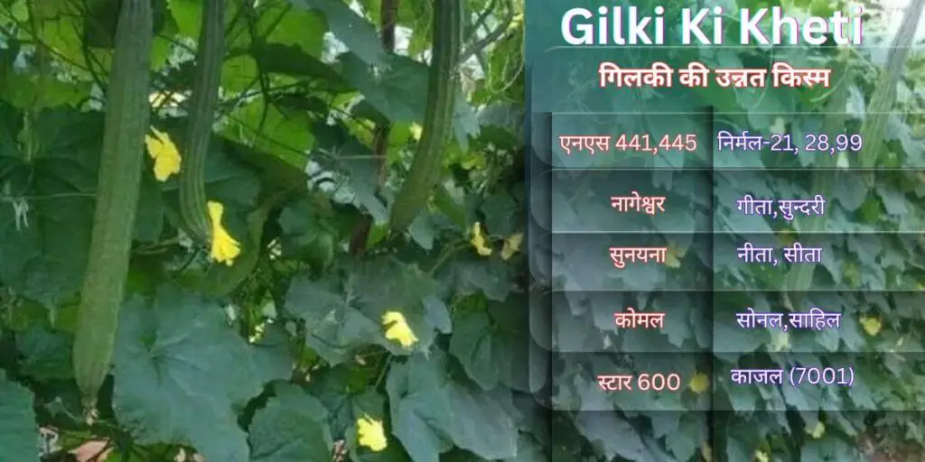 Gilki ki Kheti Kaise Karen. 2 Gilki Ki Kheti