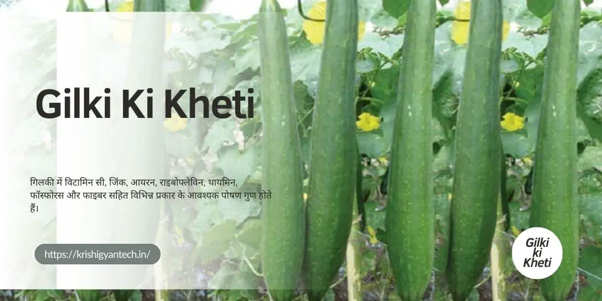 Read more about the article Gilki ki Kheti Kaise Karen.