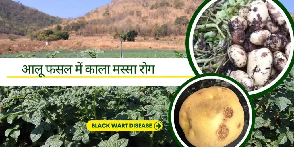 Disease control in potato crop। आलू फसल में रोग प्रबंधन करें, अधिक उपज पाए ! 5 How to Control Diseases in Potato Crop