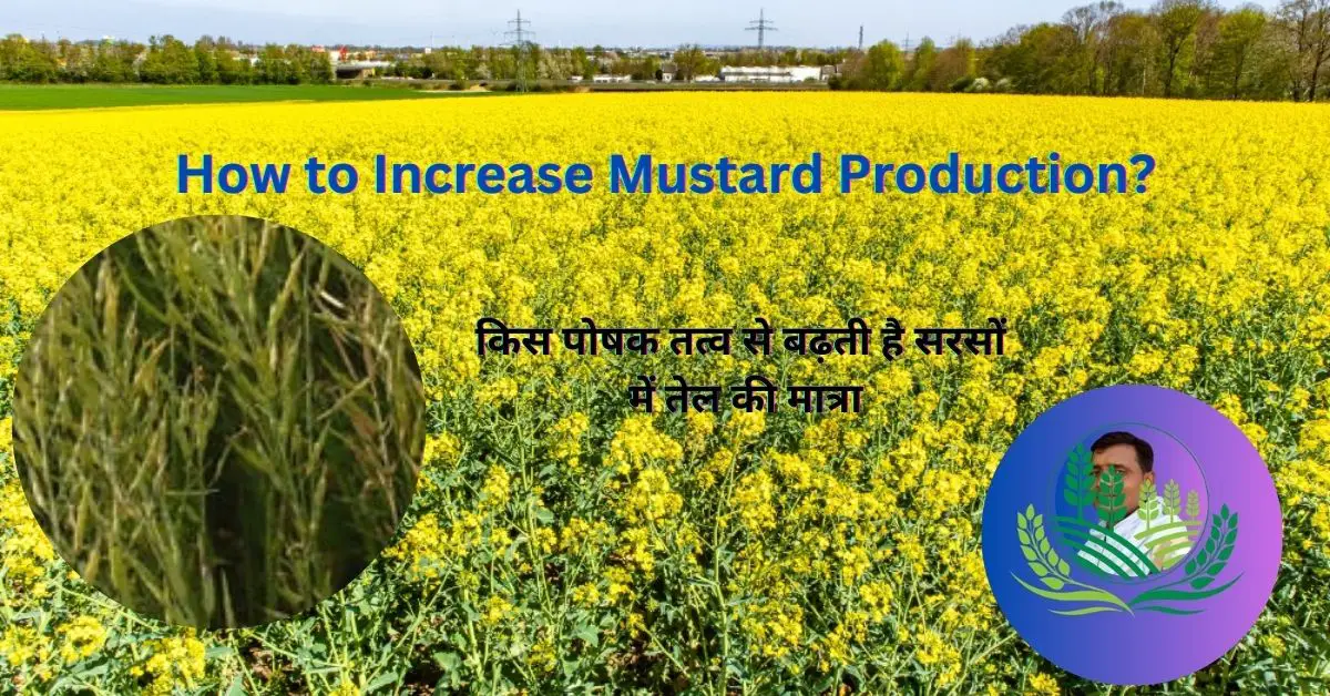 Read more about the article How to Increase Mustard Production? सरसों का उत्पादन और तेल की मात्रा कैसे बढ़ाएं !