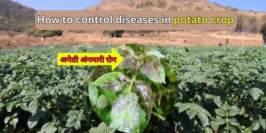 Disease control in potato crop। आलू फसल में रोग प्रबंधन करें, अधिक उपज पाए ! 1 How to control diseases in potato crop