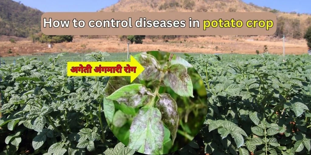 Disease control in potato crop। आलू फसल में रोग प्रबंधन करें, अधिक उपज पाए ! 1 How to control diseases in potato crop