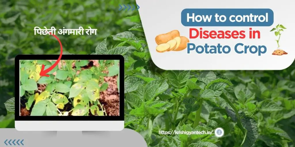 Disease control in potato crop। आलू फसल में रोग प्रबंधन करें, अधिक उपज पाए ! 2 How to control diseases in potato crop