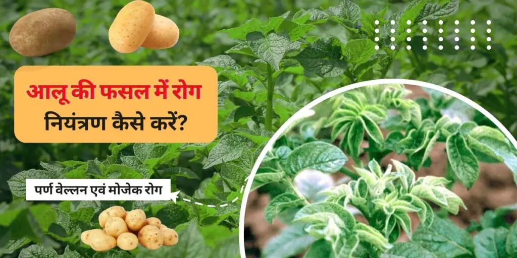 Disease control in potato crop। आलू फसल में रोग प्रबंधन करें, अधिक उपज पाए ! 3 How to control diseases in potato crop