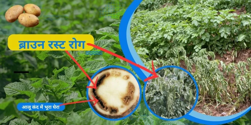 Disease control in potato crop। आलू फसल में रोग प्रबंधन करें, अधिक उपज पाए ! 4 How to control diseases in potato crop