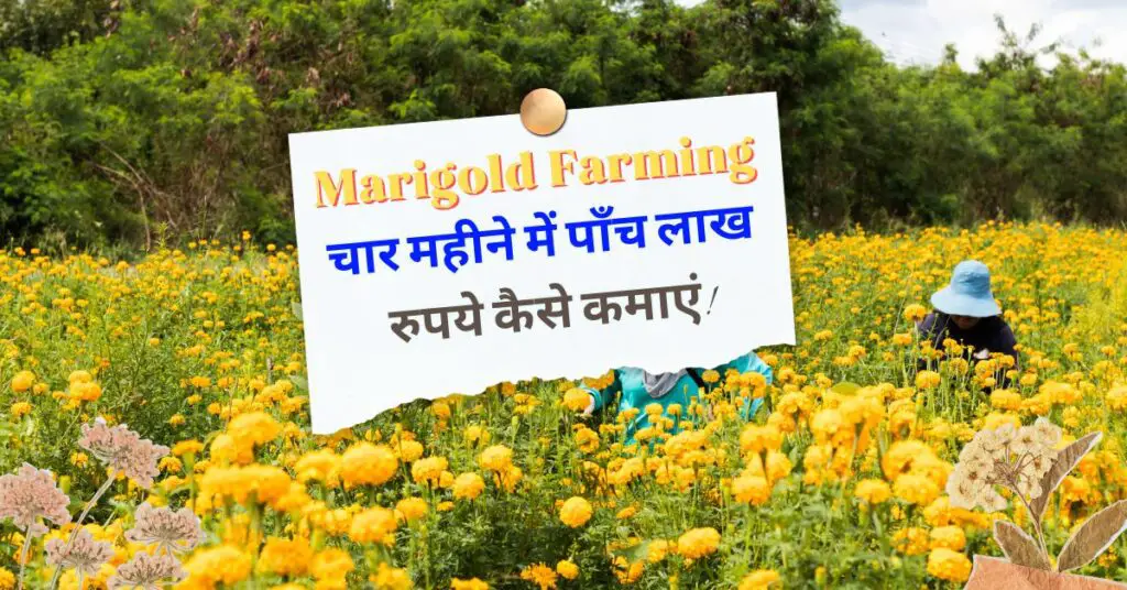 Marigold Farming: 4 महीने में 5 लाख रुपये कैसे कमाएं! 1 Marigold Farming