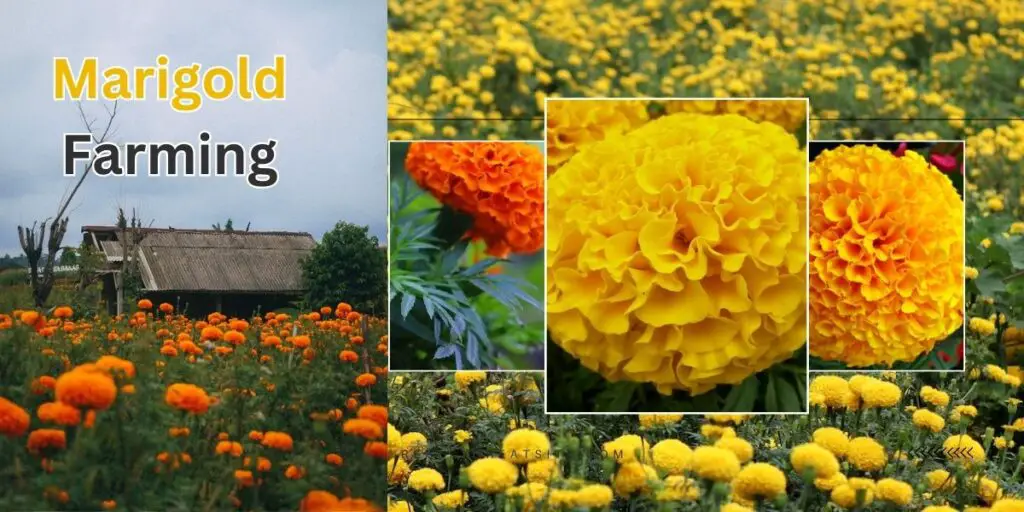 Marigold Farming: 4 महीने में 5 लाख रुपये कैसे कमाएं! 2 Marigold Farming