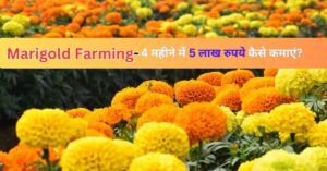 Read more about the article Marigold Farming: 4 महीने में 5 लाख रुपये कैसे कमाएं!