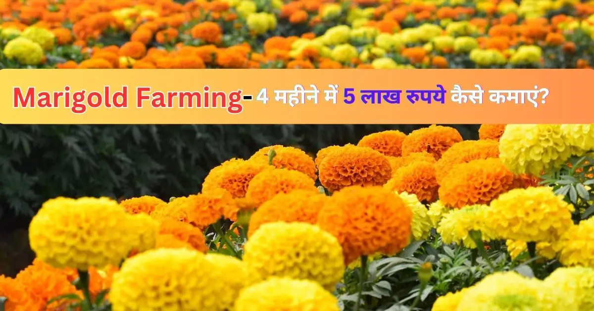 Read more about the article Marigold Farming: 4 महीने में 5 लाख रुपये कैसे कमाएं!