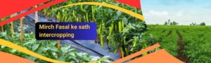 Read more about the article Mirch Fasal ke sath intercropping se lakhon kamayen.