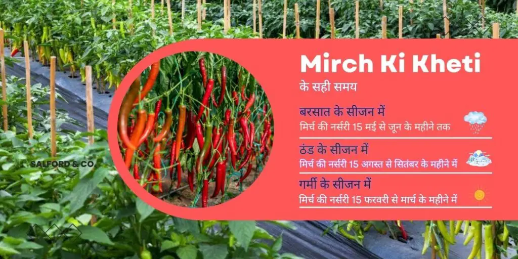 Mirch ki kheti kab aur kaise karen? 3 Mirch Ki Kheti