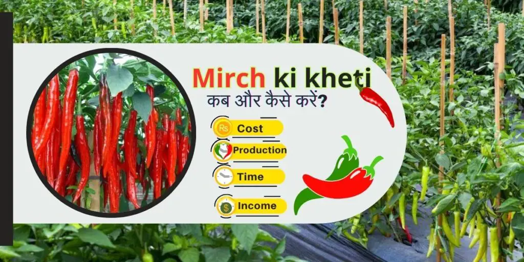 Mirch ki kheti kab aur kaise karen? 1 Mirch ki kheti