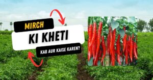 Read more about the article Mirch ki kheti kab aur kaise karen?