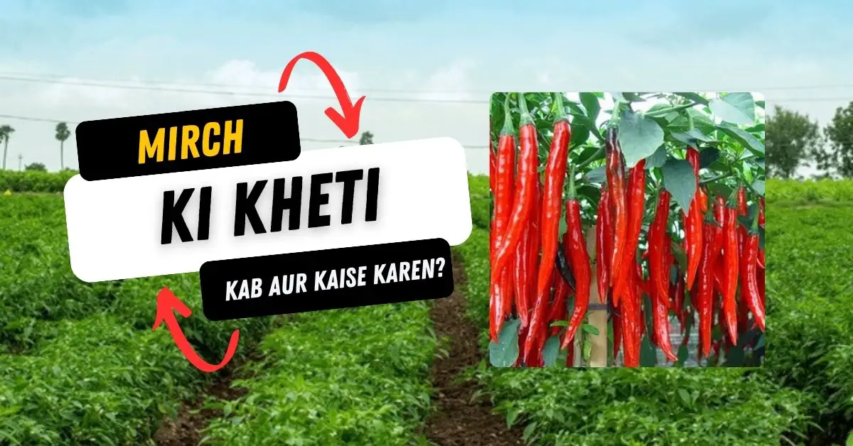 Read more about the article Mirch ki kheti kab aur kaise karen?