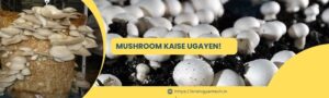 Read more about the article Mushroom kaise Ugayen!