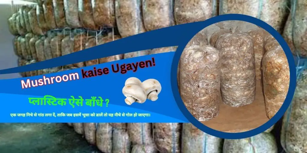 Mushroom kaise Ugayen! 2 Mushroom kaise Ugayen!