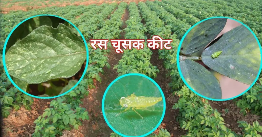 आलू फसल (Potato Crop)में कीट नियंत्रण के उपाय कैसे करें ! 1 Potato Crop