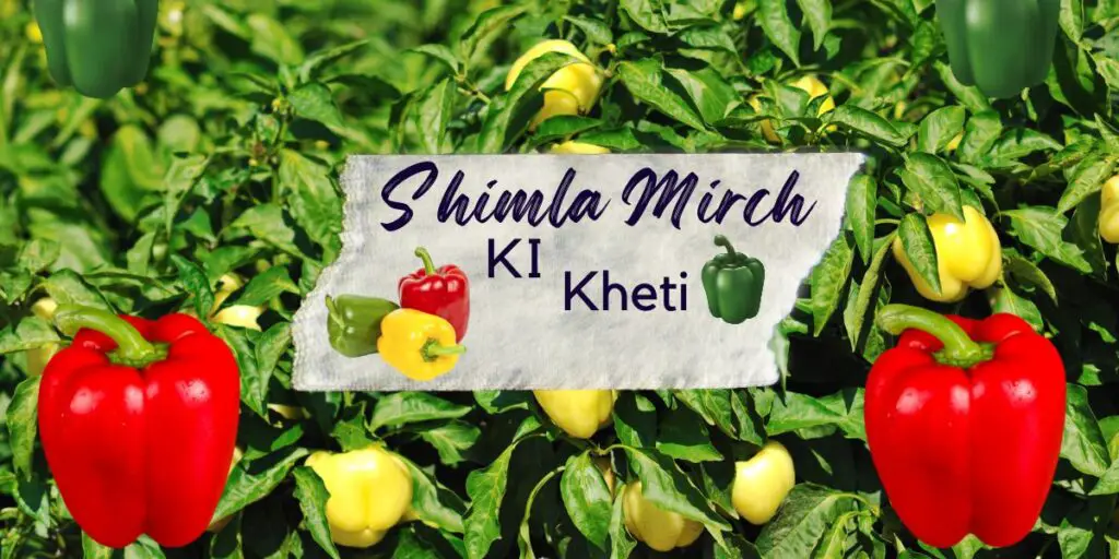 Shimla Mirch Ki Kheti | Capsicum Farming 2024. 1 Shimla mirch ki kheti
