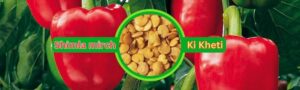 Read more about the article Shimla Mirch Ki Kheti | Capsicum Farming 2024.