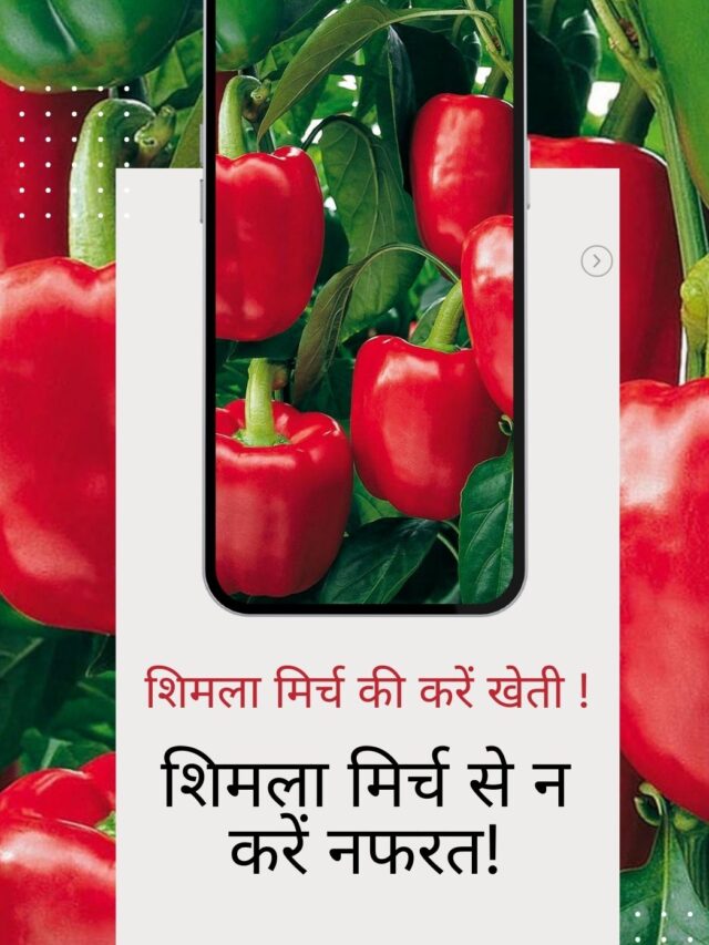 Read more about the article Shimla Mirch ke fayde!