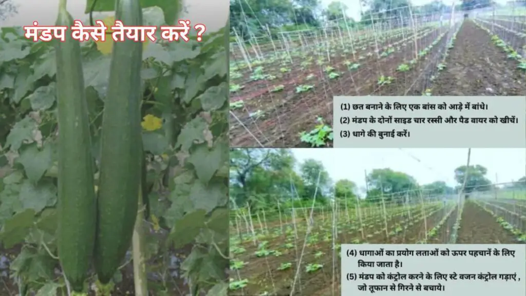 Gilki ki Kheti Kaise Karen. 3 gilki ki kheti