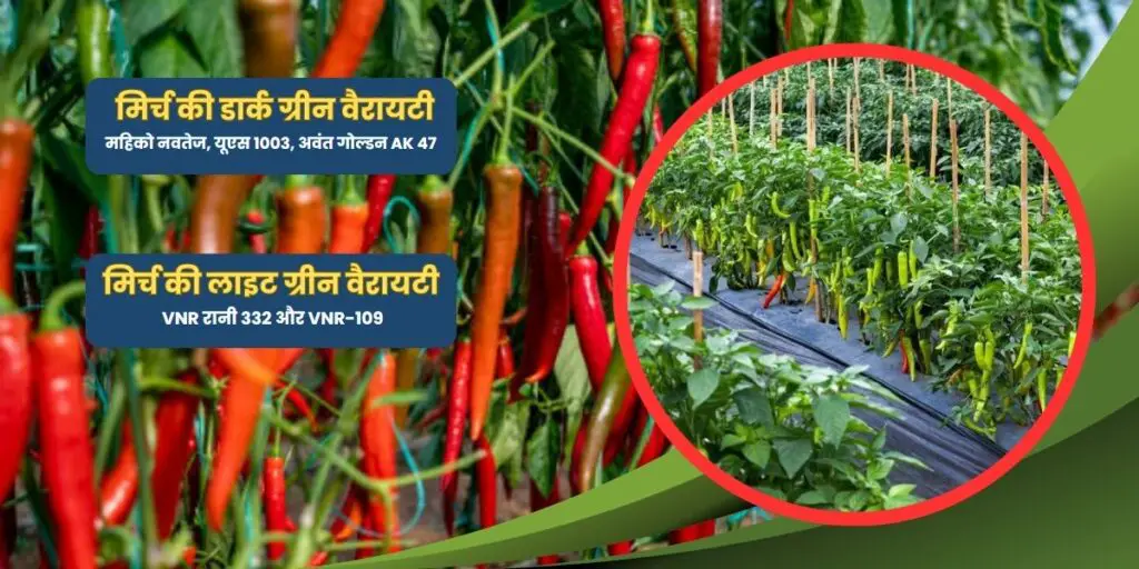 Mirch ki kheti kab aur kaise karen? 2 mirch ki kheti