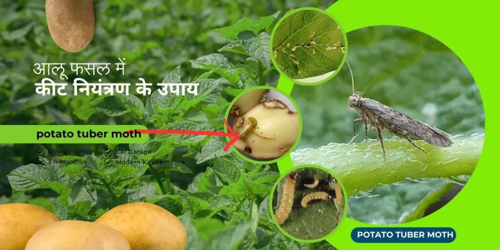 आलू फसल (Potato Crop)में कीट नियंत्रण के उपाय कैसे करें ! 2 pest control in potato crop