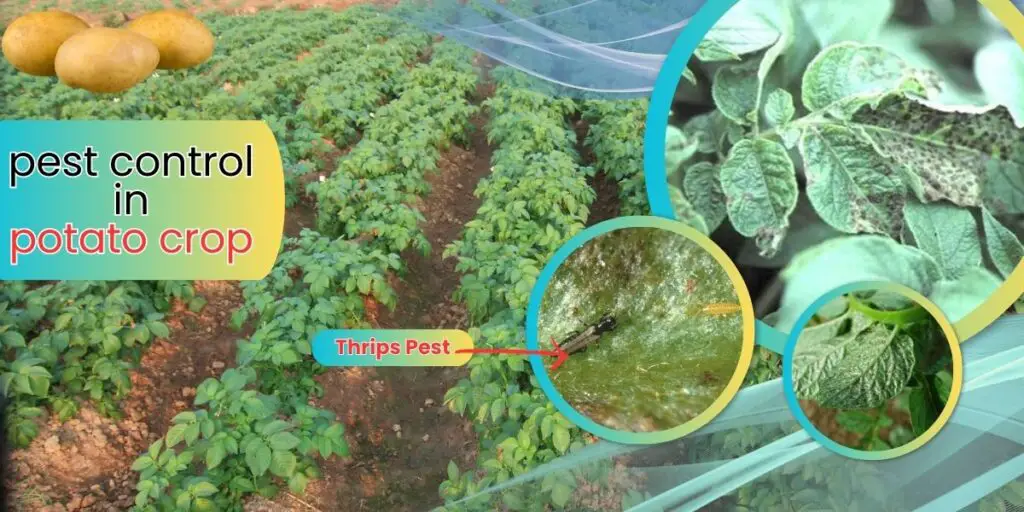 आलू फसल (Potato Crop)में कीट नियंत्रण के उपाय कैसे करें ! 3 pest control in potato crop