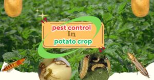 Read more about the article आलू फसल (Potato Crop)में कीट नियंत्रण के उपाय कैसे करें !