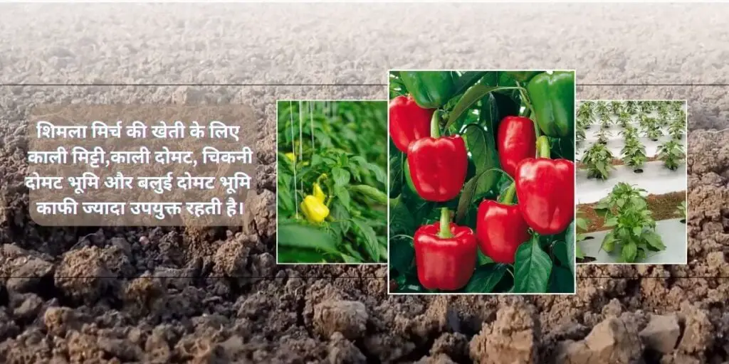 Shimla Mirch Ki Kheti | Capsicum Farming 2024. 2 shimla mirch ki kheti