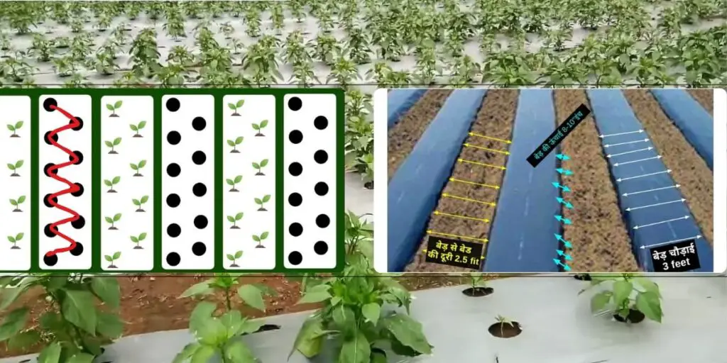 Shimla Mirch Ki Kheti | Capsicum Farming 2024. 5 shimla mirch ki kheti