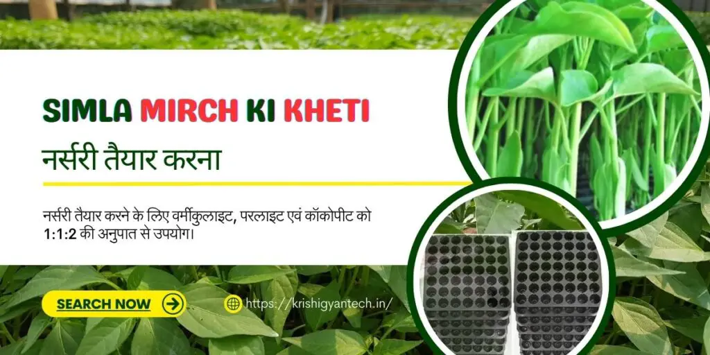Shimla Mirch Ki Kheti | Capsicum Farming 2024. 4 simla mirch ki kheti