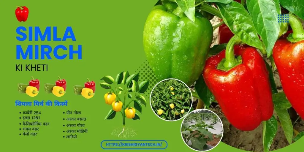 Shimla Mirch Ki Kheti | Capsicum Farming 2024. 3 simla mirch ki kheti