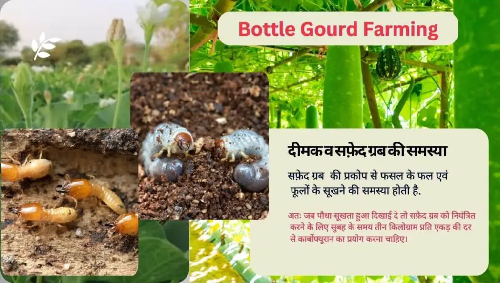 Bottle Gourd Farming in Hindi | गर्मियों में लौकी की खेती | Lauki ki Top 5 Variety| 4 Bottle Gourd Farming