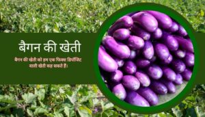 Read more about the article बैगन की खेती | Brinjal Farming | baigan ki kheti| Brinjal in hindi.