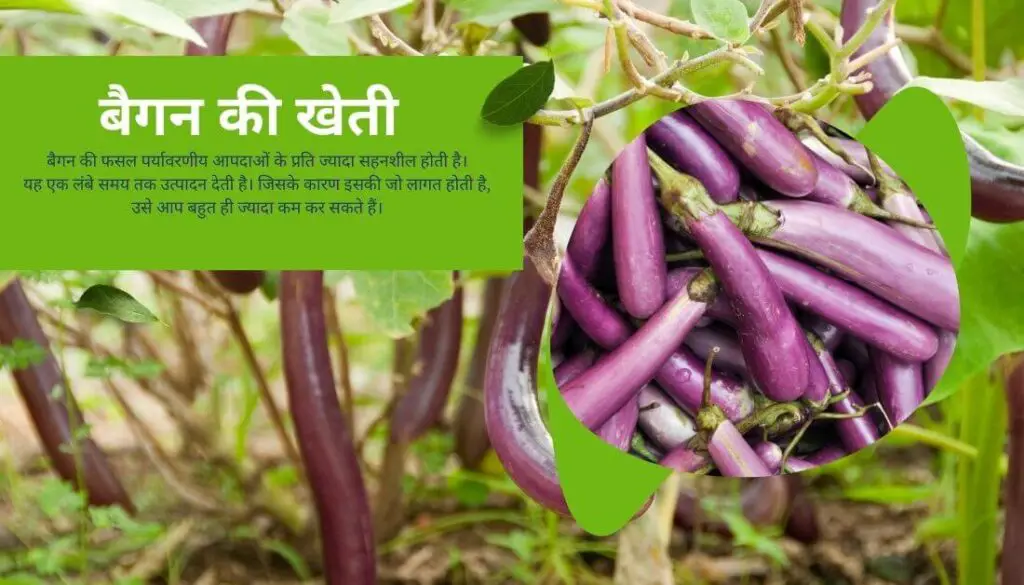 बैगन की खेती | Brinjal Farming | baigan ki kheti| Brinjal in hindi. 1 Brinjal Farming