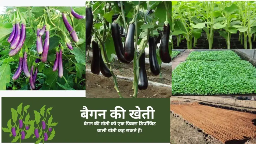 बैगन की खेती | Brinjal Farming | baigan ki kheti| Brinjal in hindi. 2 Brinjal Farming