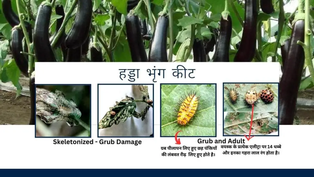 बैगन की खेती | Brinjal Farming | baigan ki kheti| Brinjal in hindi. 4 Brinjal Farming