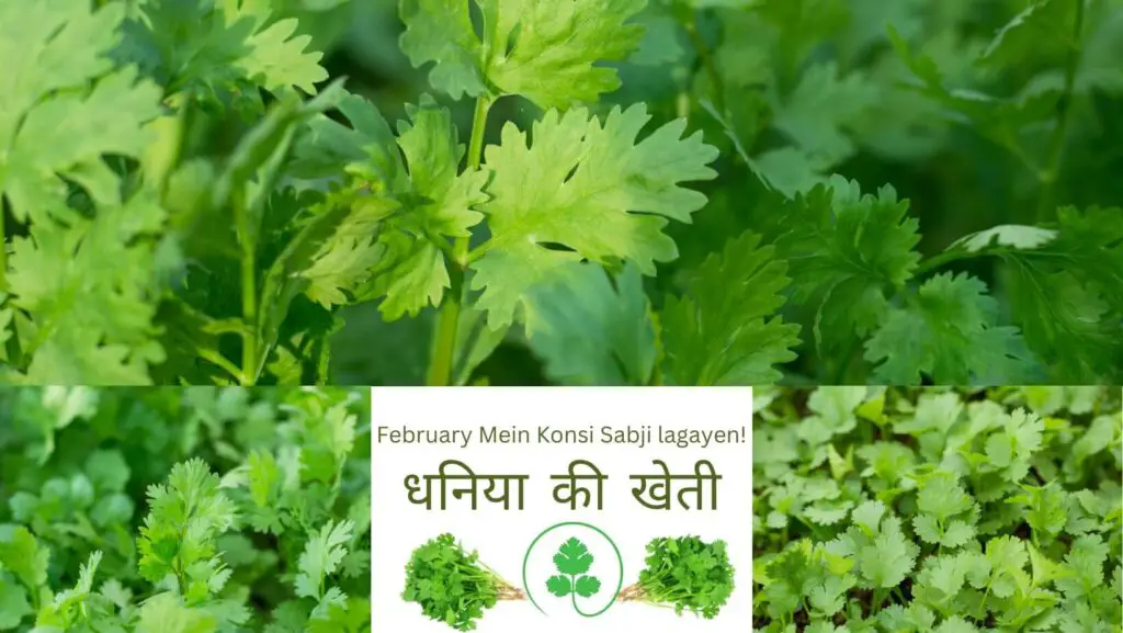 February Mein Konsi 5-6 Sabji lagayen! 5 February Mein Konsi Sabji lagayen-धनिया की खेती