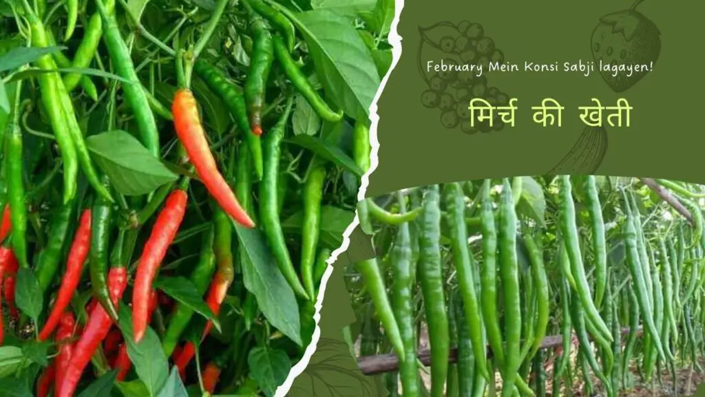 February Mein Konsi 5-6 Sabji lagayen! 6 February Mein Konsi Sabji lagayen- मिर्च की खेती