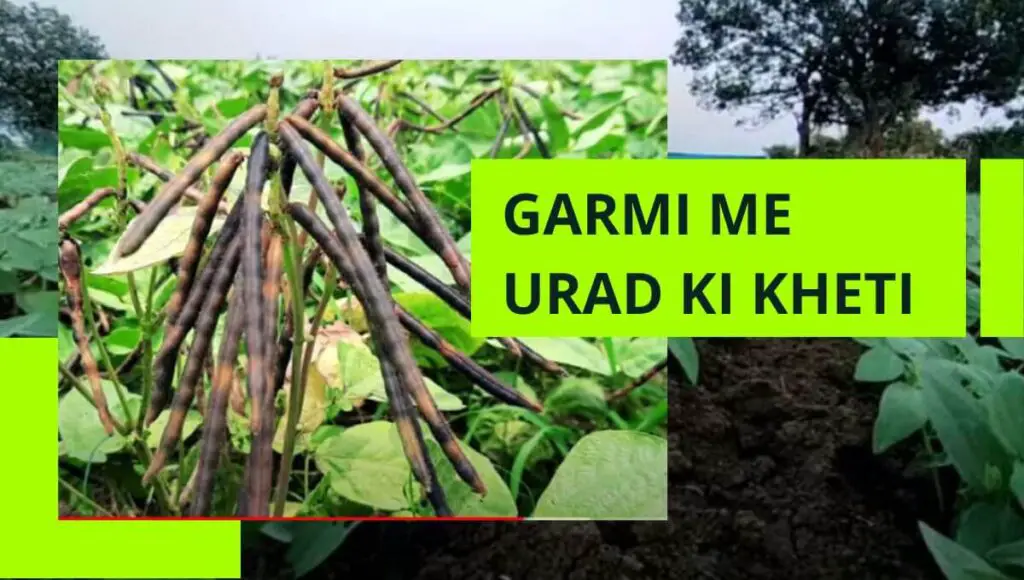 Garmi me urad ki kheti | गर्मियों में उड़द की खेती करें बंफर उत्पादन पाएं | 1 Garmi me urad ki kheti