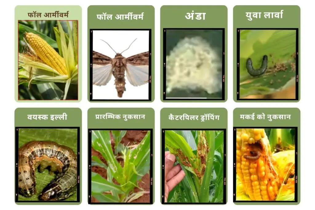 ये विदेशी कीड़ा(Insects) मक्के की फसल को बर्बाद कर देगा ! समय पर नियंत्रण करें। 4 Insect attack on maize crop