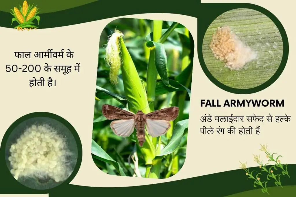 ये विदेशी कीड़ा(Insects) मक्के की फसल को बर्बाद कर देगा ! समय पर नियंत्रण करें। 2 Insect attack on maize crop