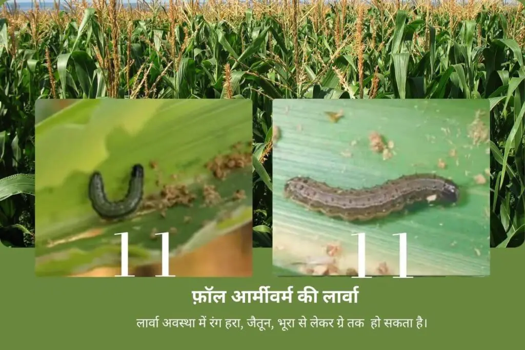 ये विदेशी कीड़ा(Insects) मक्के की फसल को बर्बाद कर देगा ! समय पर नियंत्रण करें। 3 Insect attack on maize crop