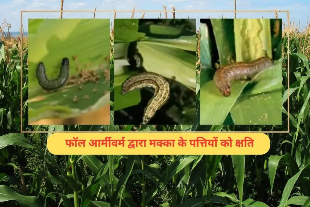 ये विदेशी कीड़ा(Insects) मक्के की फसल को बर्बाद कर देगा ! समय पर नियंत्रण करें। 5 Insect attack on maize crop