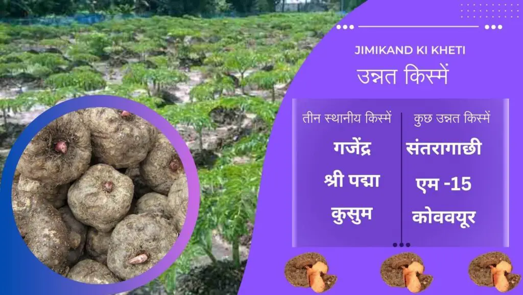 Jimikand ki Kheti से कमाएं 3 लाख प्रति एकड़ ! 2 Jimikand ki Kheti