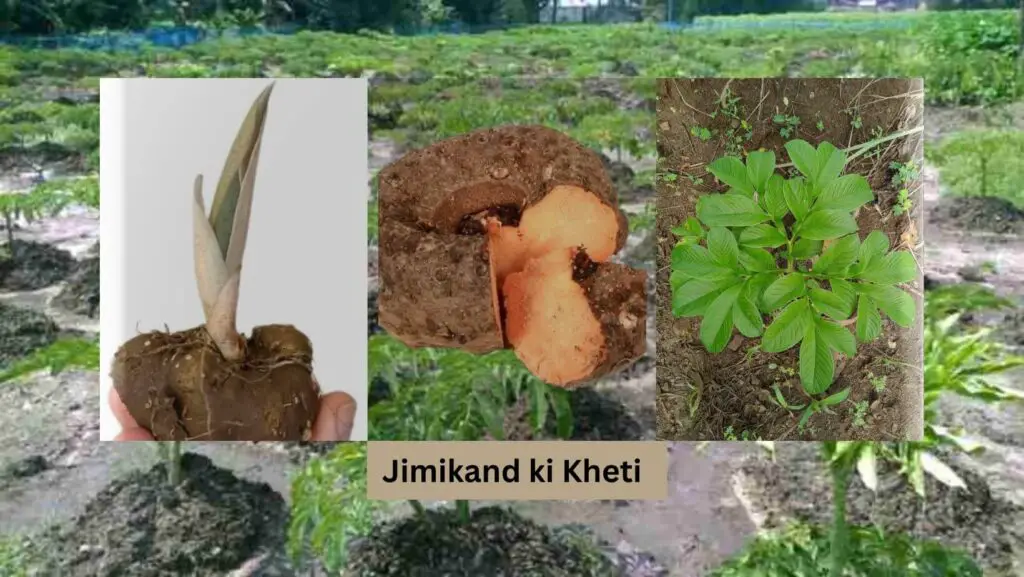Jimikand ki Kheti से कमाएं 3 लाख प्रति एकड़ ! 1 Jimikand ki Kheti