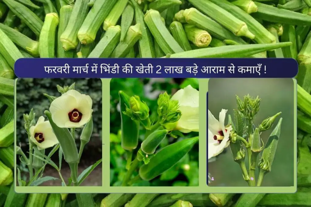 Ladyfinger Farming | फरवरी मार्च में भिंडी की खेती 2 लाख बड़े आराम से कमाएँ ! 1 Ladyfinger Farming